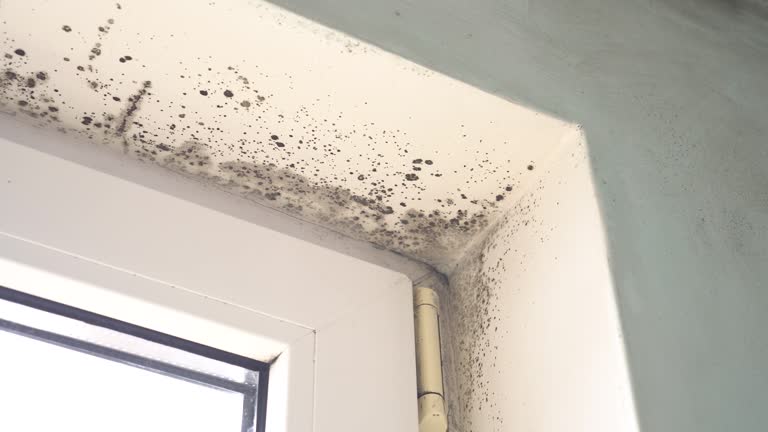 Best Air Quality Testing for Mold Spores  in Lake Of The Woods, IL